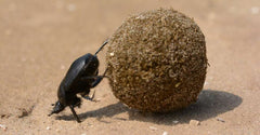scarabée boule, boule de scarabée, scarabée qui pousse une boule
